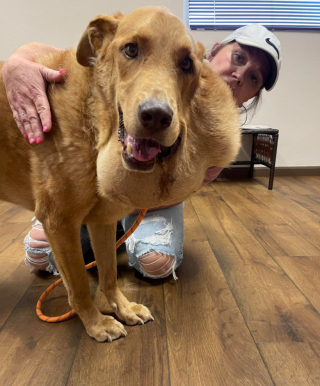 Illustration de l'article : Le combat de Jake, un chien errant sénior se battant contre un cancer d’une rare ampleur