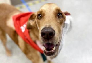 Illustration de l'article : Le combat de Jake, un chien errant sénior se battant contre un cancer d’une rare ampleur