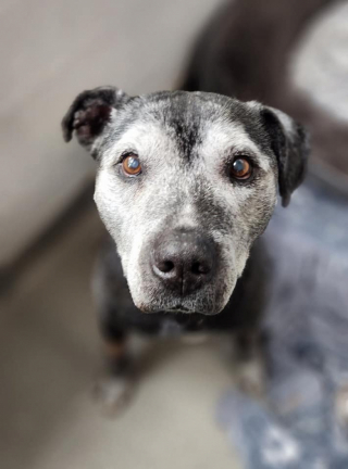 Illustration de l'article : Les adieux émouvants de General, un chien sénior âgé de 15 ans, qui quitte enfin le refuge où il a passé des années (vidéo)