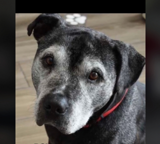 Illustration de l'article : Les adieux émouvants de General, un chien sénior âgé de 15 ans, qui quitte enfin le refuge où il a passé des années (vidéo)