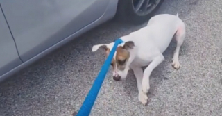 Illustration de l'article : Ce chien déprime dans son box au refuge et tente tout ce qu’il peut pour ne pas y retourner (vidéo)