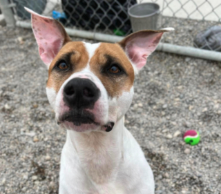 Illustration de l'article : Ce chien déprime dans son box au refuge et tente tout ce qu’il peut pour ne pas y retourner (vidéo)