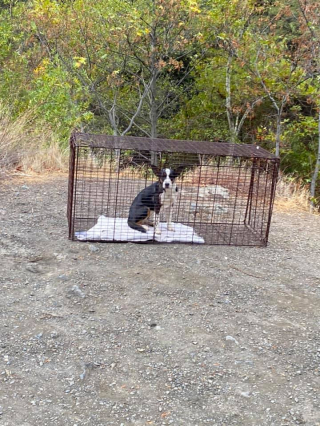 Illustration de l'article : Une bonne samaritaine rencontre un chien errant lors d’une randonnée et décide de lui venir en aide (vidéo)