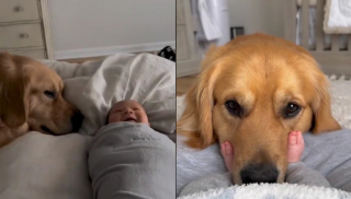 Illustration de l'article : Beau, le Golden Retriever, a noué une relation fusionnelle avec son petit frère humain (vidéo)