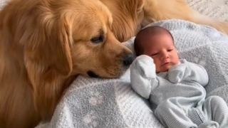 Illustration de l'article : Beau, le Golden Retriever, a noué une relation fusionnelle avec son petit frère humain (vidéo)