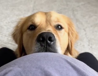 Illustration de l'article : Beau, le Golden Retriever, a noué une relation fusionnelle avec son petit frère humain (vidéo)