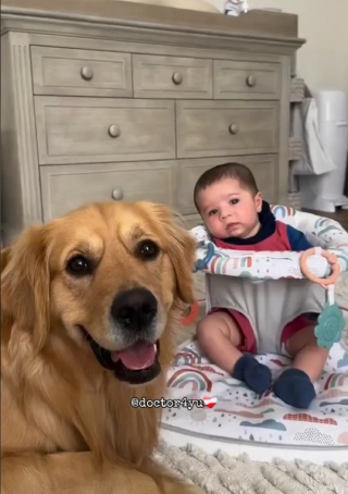 Illustration de l'article : Beau, le Golden Retriever, a noué une relation fusionnelle avec son petit frère humain (vidéo)