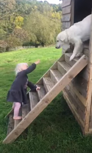 Illustration de l'article : L’amitié touchante entre une jeune chienne Golden Retriever et sa petite sœur humaine (vidéo)