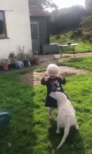 Illustration de l'article : L’amitié touchante entre une jeune chienne Golden Retriever et sa petite sœur humaine (vidéo)