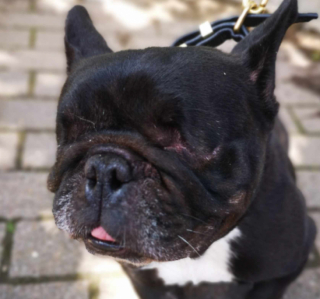 Illustration de l'article : Après avoir connu la maltraitance, cette chienne Bouledogue Français reprend confiance en l’Humain, aux côtés de bénévoles bienveillants (vidéo)