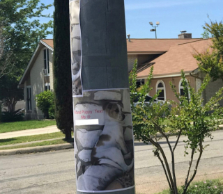 Illustration de l'article : Hope, un jeune chiot abandonné, ne perd pas espoir et trouve lui-même sa famille pour toujours