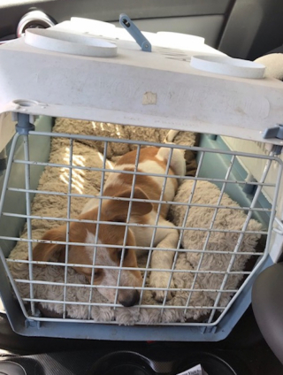 Illustration de l'article : Hope, un jeune chiot abandonné, ne perd pas espoir et trouve lui-même sa famille pour toujours