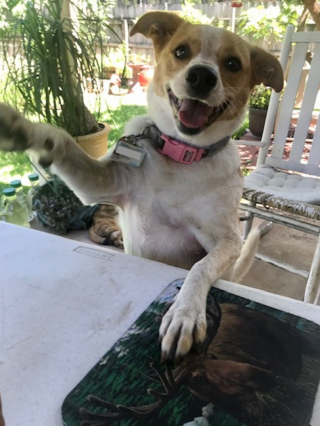 Illustration de l'article : Hope, un jeune chiot abandonné, ne perd pas espoir et trouve lui-même sa famille pour toujours