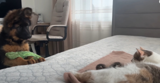 Illustration de l'article : Le moment plein d’émotion où ce jeune Berger Allemand fait connaissance avec les bébés de son amie (vidéo)