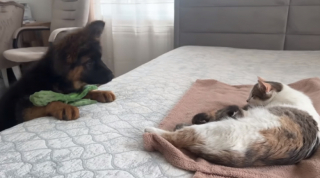 Illustration de l'article : Le moment plein d’émotion où ce jeune Berger Allemand fait connaissance avec les bébés de son amie (vidéo)