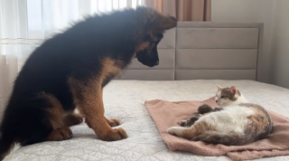 Illustration de l'article : Le moment plein d’émotion où ce jeune Berger Allemand fait connaissance avec les bébés de son amie (vidéo)