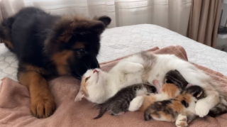 Illustration de l'article : Le moment plein d’émotion où ce jeune Berger Allemand fait connaissance avec les bébés de son amie (vidéo)