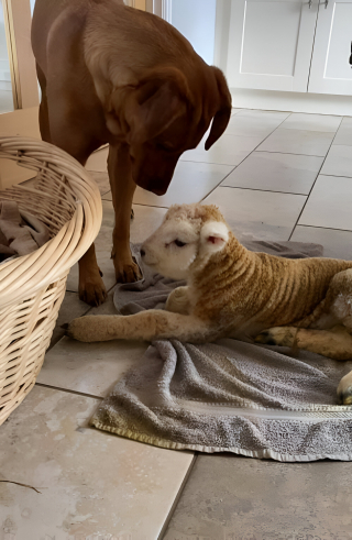 Illustration de l'article : Lola, une chienne Labrador Retriever, sauve la vie d’un nouveau-né mal en point dans la ferme de sa maîtresse (vidéo)