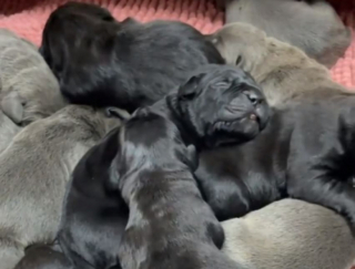 Illustration de l'article : Cette chienne enceinte a réservé une surprise de taille à sa maîtresse avec une portée hors norme (vidéo)