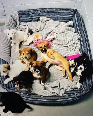 Illustration de l'article : Les touchantes retrouvailles entre une fratrie de 8 chiots et leur mère plus d’un an et demi après que chacun ait trouvé une famille