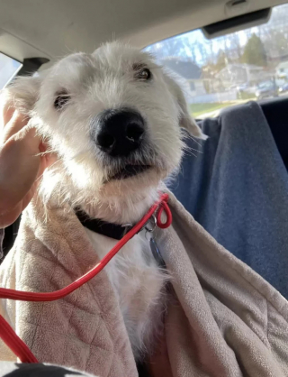 Illustration de l'article : Les touchantes retrouvailles entre une fratrie de 8 chiots et leur mère plus d’un an et demi après que chacun ait trouvé une famille