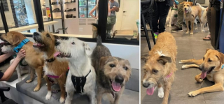 Illustration de l'article : Les touchantes retrouvailles entre une fratrie de 8 chiots et leur mère plus d’un an et demi après que chacun ait trouvé une famille