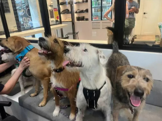 Illustration de l'article : Les touchantes retrouvailles entre une fratrie de 8 chiots et leur mère plus d’un an et demi après que chacun ait trouvé une famille