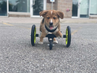 Illustration de l'article : Winston, le chiot handicapé, se lie d’amitié avec la plus improbable des camarades de jeu (vidéo)