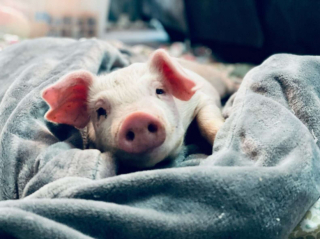 Illustration de l'article : Winston, le chiot handicapé, se lie d’amitié avec la plus improbable des camarades de jeu (vidéo)