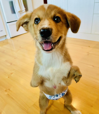 Illustration de l'article : Winston, le chiot handicapé, se lie d’amitié avec la plus improbable des camarades de jeu (vidéo)