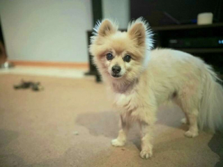 Illustration de l'article : Une chienne American Staffordshire Terrier vole au secours de son meilleur ami, tombé dans la piscine familiale (vidéo)