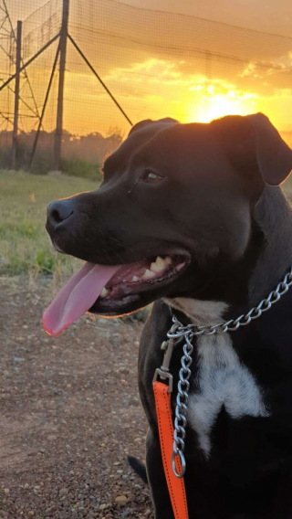 Illustration de l'article : Une chienne American Staffordshire Terrier vole au secours de son meilleur ami, tombé dans la piscine familiale (vidéo)