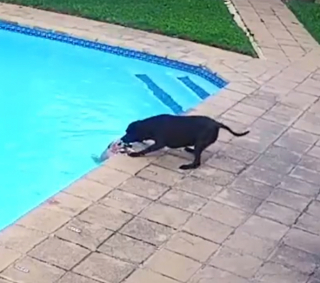 Illustration de l'article : Une chienne American Staffordshire Terrier vole au secours de son meilleur ami, tombé dans la piscine familiale (vidéo)