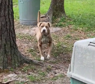 Illustration de l'article : En emménageant dans leur nouvelle maison, ces personnes ne s’attendaient absolument pas à la découverte qu’ils allaient faire (vidéo)