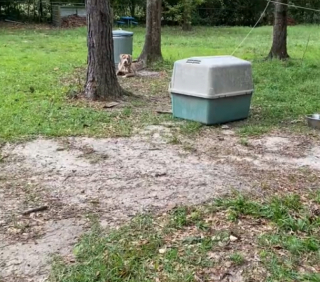 Illustration de l'article : En emménageant dans leur nouvelle maison, ces personnes ne s’attendaient absolument pas à la découverte qu’ils allaient faire (vidéo)