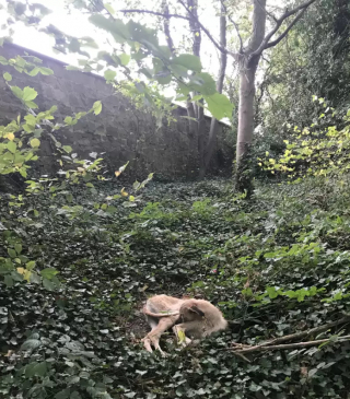 Illustration de l'article : Victime d’un abandon, Bang Bang, retrouvé émacié dans les bois, tente de se reconstruire avec l’aide de bénévoles bienveillants