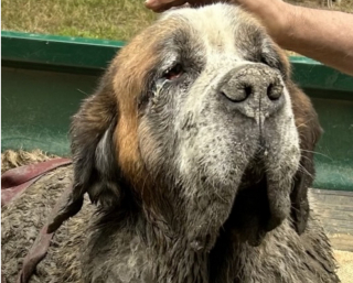 Illustration de l'article : Des jeunes hommes, occupés à fêter un enterrement de vie de jeune garçon, se transforment en héros en venant en aide à un Saint-Bernard