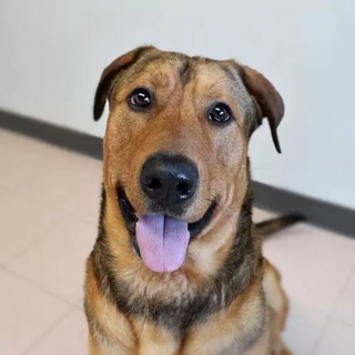 Illustration de l'article : Les adieux émouvants de Jax aux bénévoles qui se sont occupés de lui pendant tout son séjour au refuge (vidéo)