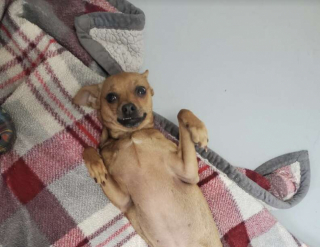 Illustration de l'article : Un bénévole fait une bien piètre découverte en arrivant devant les portes du refuge où il travaille