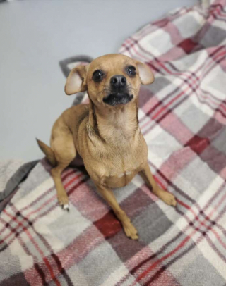 Illustration de l'article : Un bénévole fait une bien piètre découverte en arrivant devant les portes du refuge où il travaille