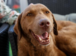 Illustration de l'article : Une femme âgée de 79 ans demande de l’aide pour payer les traitements médicaux de son chien, après qu’elle ait dépensé toutes ses économies