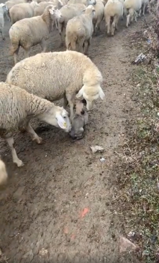 Illustration de l'article : Malgré son jeune âge, ce chiot Berger d'Anatolie suit sa formation de chien de berger avec assiduité (vidéo)