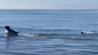 Illustration de l'article : Ce Labrador Retriever profite d’une belle partie de jeu sur la plage avec un compagnon inattendu (vidéo)