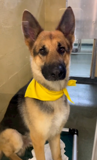 Illustration de l'article : Ce Berger Allemand, abandonné après la naissance d’un nouveau-né, tente de se reconstruire avec l’aide de bénévoles bienveillants (vidéo)