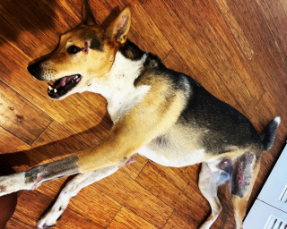 Illustration de l'article : Le propriétaire d’un chien dort pendant 7 jours en pleine montagne dans son véhicule, afin de retrouver son chien perdu