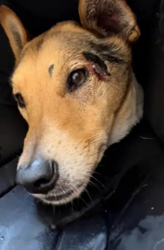 Illustration de l'article : Le propriétaire d’un chien dort pendant 7 jours en pleine montagne dans son véhicule, afin de retrouver son chien perdu