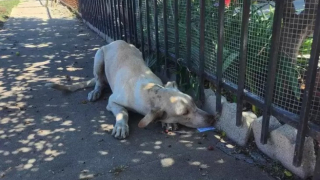 Illustration de l'article : La course contre la montre pour mettre Scooby, un chien errant, en sécurité avant l’arrivée d’un ouragan (vidéo)