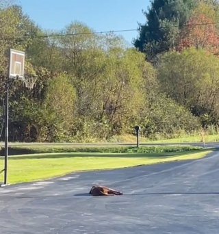 Illustration de l'article : Cette chienne attend chaque jour avec impatience le retour de l’homme qui l’a sauvée de l’errance (vidéo)