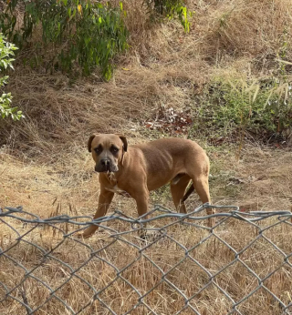 Illustration de l'article : Ce chien errant seul au bord d&rsquo;une autoroute trouve du r&eacute;confort aupr&egrave;s d&rsquo;un ami improbable (vid&eacute;o)