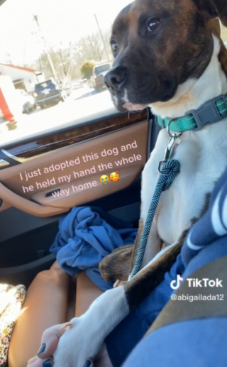 Illustration de l'article : Ce chien de refuge fraîchement adopté est si heureux qu’il tient la main de sa propriétaire pendant le trajet retour (vidéo)